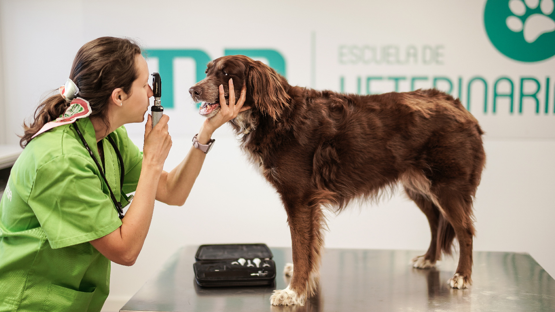 Salidas profesionales en el sector veterinario